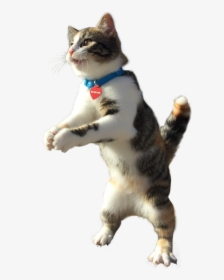 Clapping Cat, HD Png Download, Transparent PNG