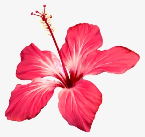 Clip Art Image Result For Flor - Hibiscus Flower, HD Png Download, Transparent PNG