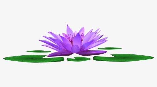 Water Lily, Lake, Pond, Nature, Blossom, Bloom, Water - Sacred Lotus, HD Png Download, Transparent PNG