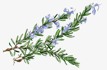 Rosemary Clipart, HD Png Download, Transparent PNG