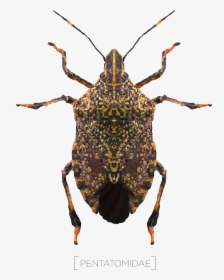 Weevil, HD Png Download, Transparent PNG