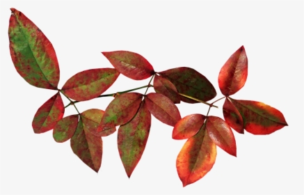 Leaves, Bamboo, Nandina, Autumn, Fall, Nature, Garden - Riberry, HD Png Download, Transparent PNG