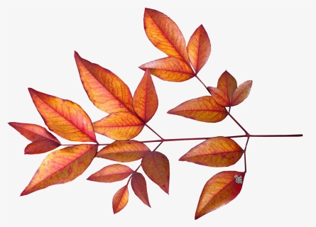 Leaves, Bamboo, Autumn, Fall, Garden, Season - Png Őszi Levelek, Transparent Png, Transparent PNG
