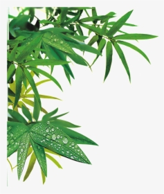 Realistic Bamboo Leaf Design Transparent Decorative - Bamboo Png Transparent, Png Download, Transparent PNG