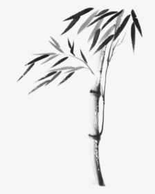 Bamboo Plant Drawing Transparent, HD Png Download, Transparent PNG