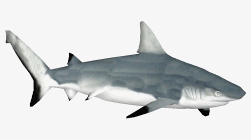 Transparent Tiger Shark Clipart - Squaliformes, HD Png Download, Transparent PNG