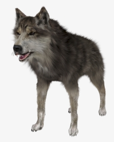 Wolf Png Hd , Png Download - Wolf Hd Png, Transparent Png, Transparent PNG