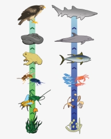 Thumb Image - Food Chain Great Lakes, HD Png Download, Transparent PNG