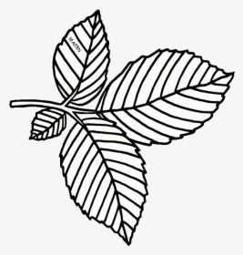 United States Clip Art By Phillip Martin, Massachusetts - American Elm Leaf Drawing, HD Png Download, Transparent PNG
