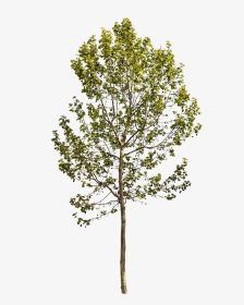Transparent Sycamore Tree Png - Platanus Occidentalis Png, Png Download, Transparent PNG