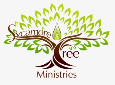 Sycamore Logo - Yoga Tree Logo, HD Png Download, Transparent PNG