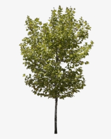 Stock Photo Tree, HD Png Download, Transparent PNG