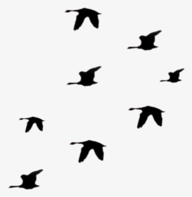 Ftestickers Birds Flock Silhouette Bird Animal - Flock, HD Png Download, Transparent PNG