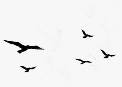 #ftestickers #birds #silhouette #flock #bird #animal - Flock Of Birds Silhouette, HD Png Download, Transparent PNG