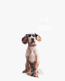 Ircdogday Dogday Thug - Dog Quote Love, HD Png Download, Transparent PNG
