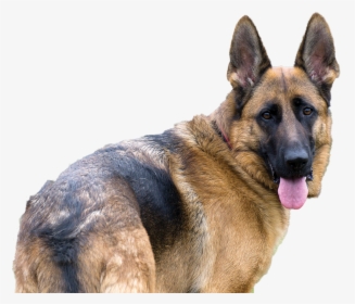 German Shepherd Png - German Shepherd Dog Transparent, Png Download, Transparent PNG