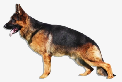 Transparent German Shepherd Puppy Png - Dog German Shepherd Png, Png Download, Transparent PNG