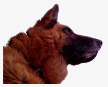 German Shepherd , Deutscher Schäferhund (folder Vi) - Deutschland Flag, HD Png Download, Transparent PNG