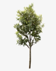 Trees For Architectural Rendering, HD Png Download, Transparent PNG