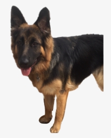#germanshepard #puppy #roxanna#freetoedit, HD Png Download, Transparent PNG