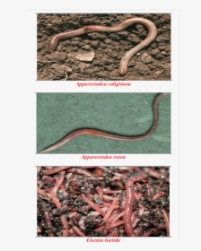 Earthworm, HD Png Download, Transparent PNG