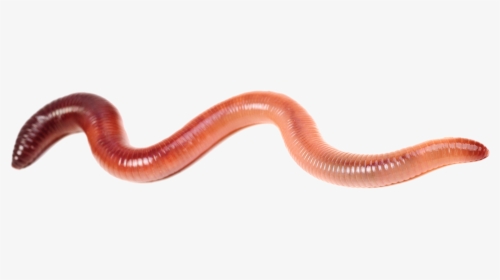I Do Have A Limited Supply Of Free Worms To Giveaway - Earthworm, HD Png Download, Transparent PNG