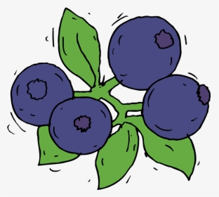 Blueberry - Collection - Fruit - Draw Blue Berry Clipart - Draw Blueberry, HD Png Download, Transparent PNG