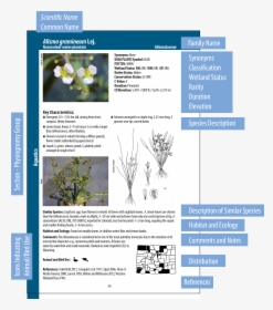 Identification Guide To Common Wetland Plants, HD Png Download, Transparent PNG