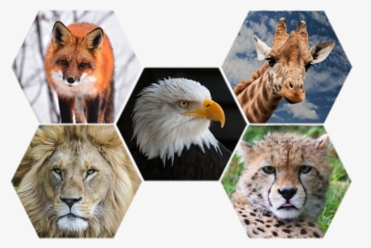 Transparent Zoo Animals Png, Png Download, Transparent PNG