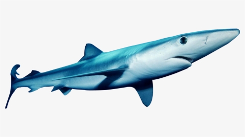 Hungry Shark Fanon Wiki - Blue Shark Png, Transparent Png, Transparent PNG