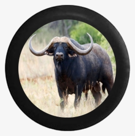 Texas Longhorn Bull Ox Horns Jeep Camper Spare Tire - Wild Animals Buffalo, HD Png Download, Transparent PNG