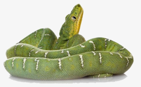 Green Snake Png File - Green Snake Transparent, Png Download, Transparent PNG