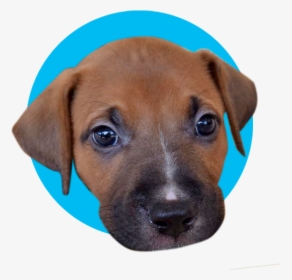 Puppy Satin - Companion Dog, HD Png Download, Transparent PNG
