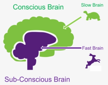 Thinking Fast And Slow Brain, HD Png Download, Transparent PNG