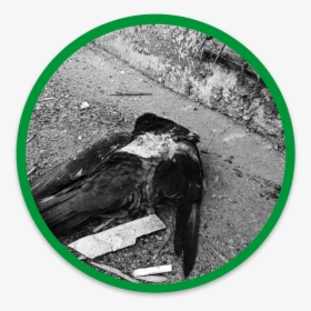 Get Rid Of Dead Wildlife - American Crow, HD Png Download, Transparent PNG