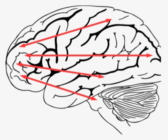 Brain On Lack Of Sleep, HD Png Download, Transparent PNG