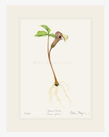 Jack In The Pulpit Wildflower Print - Illustration, HD Png Download, Transparent PNG
