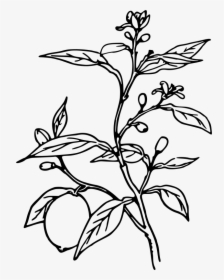 Lemon Tree - Plant Black And White, HD Png Download, Transparent PNG