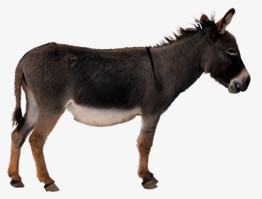 Brazil S Ban On Donkey Slaughter Halts Trade With China - Transparent Background Donkey Png, Png Download, Transparent PNG