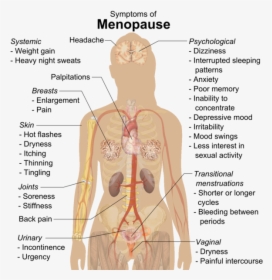 Symptoms Of Menopause - Science Parts Of The Body, HD Png Download, Transparent PNG
