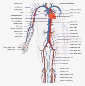 Transparent Immune System Png - Blood Flow Of The Body, Png Download, Transparent PNG