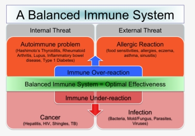 Popular Scenar Protocols - Immune Response Balance, HD Png Download, Transparent PNG