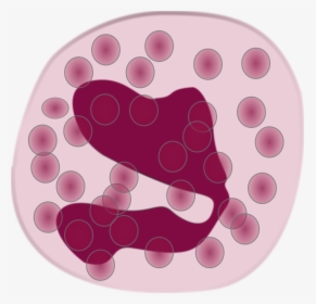 White Blood Cell Eosinophil Neutrophil Immune System - Eosinophil Clipart, HD Png Download, Transparent PNG