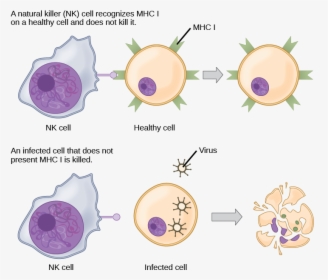 Healthy, Uninfected Cells Present Mhc I On Their Surface - Immune Response To Bacterial Vs Viral Infection, HD Png Download, Transparent PNG