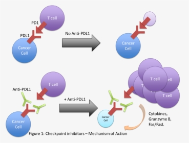 Immunotherapy Pdl1, HD Png Download, Transparent PNG