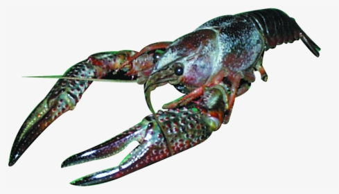 Crayfish, HD Png Download, Transparent PNG