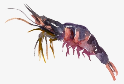 Transparent Crayfish Png - Antarctic Krill, Png Download, Transparent PNG