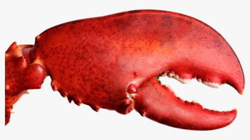 Lobster Claw Png - Lobster Crusher Claw, Transparent Png, Transparent PNG