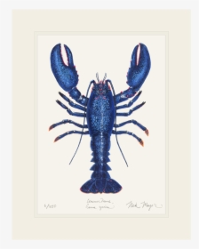 Blue Lobster Png - Lobster Blue, Transparent Png, Transparent PNG