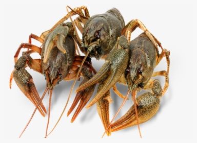 Alive Crayfish / Cancer / Lobster - Раки Живые, HD Png Download, Transparent PNG